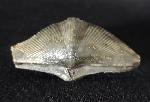 Cyrtospirifer verneuili (MURCHISON 1840) - Bild © FossNet FossilienStore